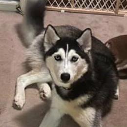Siberian Husky All Grown Up from Humorous Huskies