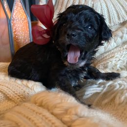 Hazel - Black female Goldendoodle puppy in Eaton, Ohio from Dezi’s Sonshine Doodles