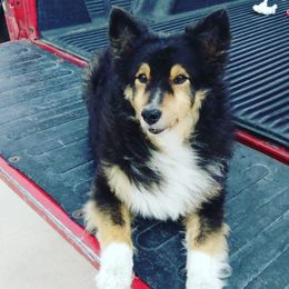 Shetland Sheepdogs from Irma's Shetland Sheepdogs