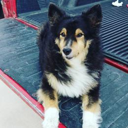 Shetland Sheepdogs from Irma's Shetland Sheepdogs