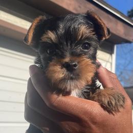 Pearl (Grey collar) - Black and gold female Yorkshire Terrier puppy in Dearborn Heights, Michigan from Taste Of Flavor LLC