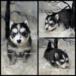 Wybie - Black and white male Pomsky puppy in Rossville, Georgia from Scenic City Pomskies