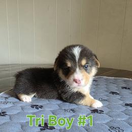 Pembroke Welsh Corgi Puppies from Lindsey Smith