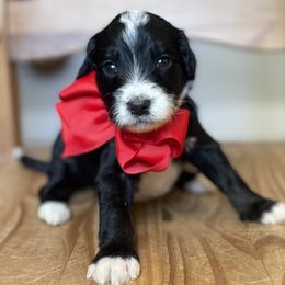 Johnny Cash - Tri-color Bernedoodle puppy in Bastrop, Texas from Sweet Pea Bernedoodles