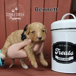 Bennett - Yellow and white male Bernedoodle puppy in Heyworth, Illinois from Cobble Creek Puppies