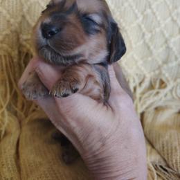 Boy 2 - Red male Dachshund puppy in Clayton, Indiana from Love Struck Miniature Dachshunds