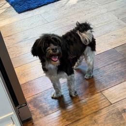 Lolita - Black and white female Havanese puppy in Hamptonville, North Carolina from Alabama Havanese Kennel Tidewater Kennel