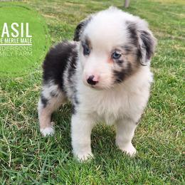Basil - Blue merle male Miniature Australian Shepherd puppy in Kettle Falls, Washington from Ellie's Miniature Australian Shepherds