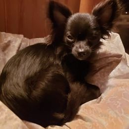Chihuahuas and French Bulldogs from Dakota Creek