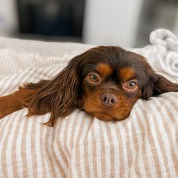 Gia - Cavalier King Charles Spaniel