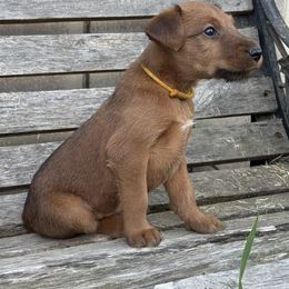 Irish Terrier and Scottish Terrier Puppies from Avonlea Terriers