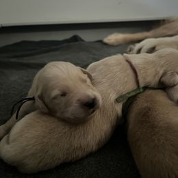 Yellow Girl - Golden female Golden Retriever puppy in Amissville, Virginia from Houston’s Golden Haven