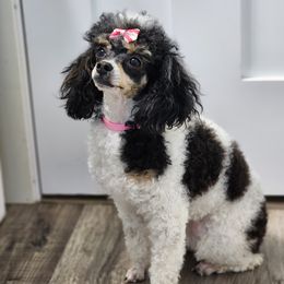 Cow - Poodle