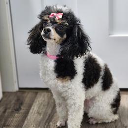 Cow - Poodle