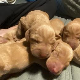 Girl 1 - Golden rust female Vizsla puppy in Riverview, Indiana from Kismet Vizslas