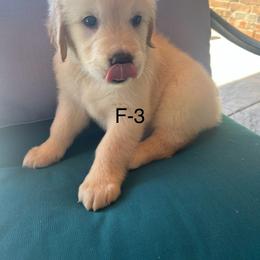 Golden Retriever Puppies from Emily Goetting
