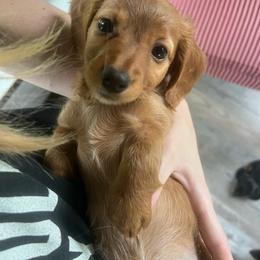 Sandy - Wheaten female Dachshund puppy in Arthur, Illinois from Chupp’s Puppies