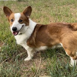 Newton - Pembroke Welsh Corgi