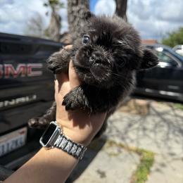 Girl 1 - Blue fawn female French Bulldog puppy in Salinas, California from Sugar's Maltipoo's, Chihuahuas and Frenchies