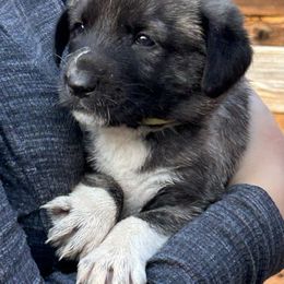 Wednesday - Brindle female Anatolian Shepherd Dog puppy in Williamsburg, Kentucky from Three Little Birds Farm