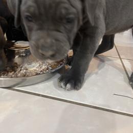 Boerboel and Cane Corso Puppies from DeCola’s Mastiff Paws