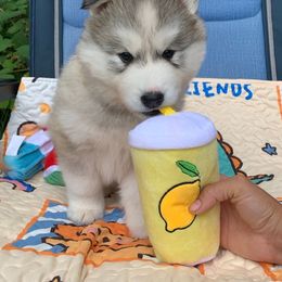 Siberian Husky Puppies from Canace Siberians