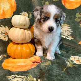 Willow - Blue merle female Aussiedoodle puppy in York, Pennsylvania from Puppies at The Happy Acre Farm