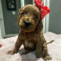 Pink - Red  female Goldendoodle puppy in Shingle Springs, California from Creamy Retrievers