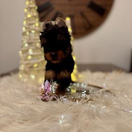 Coco (Mini Shop and Hocus Pocus Lineage) - Black and tan female Yorkshire Terrier puppy in Pittsburg, California from Crystal Garden Yorkies