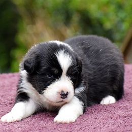 Gray - Black tri-color female Australian Shepherd puppy in Pilot, Virginia from Obsidian Australian Shepherd