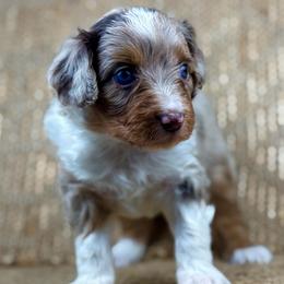 RMF12 - Red merle female Aussiedoodle puppy in Prague, Oklahoma from Classic K9’s  Aussies & Doodles
