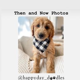 Goldendoodle Puppies from Happy Day Doodles