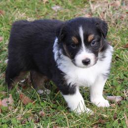 Nora - Black tri-color female Australian Shepherd puppy in Kansas, Oklahoma from Windy G Farm