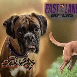 Betty - Boxer