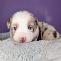 Raven3Girl4- RMF,LONGtail,AKC,OFAs,Genetics - Red merle female Australian Shepherd puppy in South Hill, Virginia from Silverside Aussies LLC