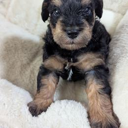 Boy 1 - Black male Schnoodle puppy in Holmesville, Ohio from Pawsome Puppies