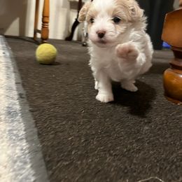 Maltese, Maltipoo, and Poodle Puppies from MountCarmelPuppies