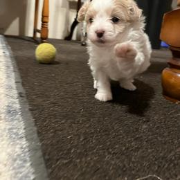 Maltese, Maltipoo, and Poodle Puppies from MountCarmelPuppies