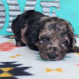 Ozzy - Merle male Sheepadoodle puppy in Owensville, Missouri from Oak Valley Kennels