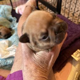 Spark - Fawn male French Bulldog puppy in Fredericksburg, Virginia from Loved Here First