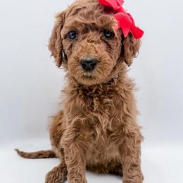 Mina - Red  female Goldendoodle puppy in Mecklenburg County, North Carolina from Rustic Road Doodles