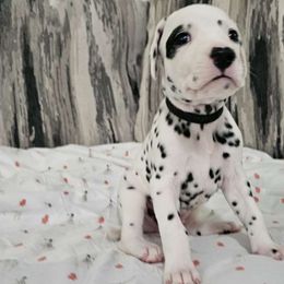 Boy 3 - White and black Dalmatian puppy in Adamstown, Maryland from Sprinkled with Hearts Dalmatians