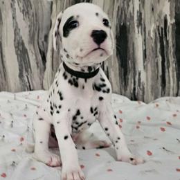 Boy 3 - White and black Dalmatian puppy in Adamstown, Maryland from Sprinkled with Hearts Dalmatians
