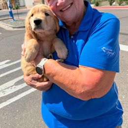 Golden Retriever Puppies from Retrievers Gold AZ