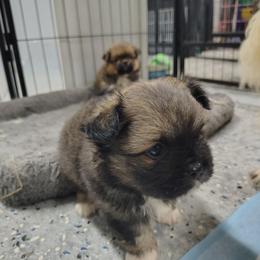 Tim - male Companion Cross puppy in Andrews, South Carolina from Purple Diamonds Kennel