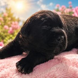 Gemma - Black female Cane Corso puppy in El Paso, Texas from PaPaws Gotta Love It Kennels