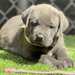 Pinkie pie - Gray brindle female Cane Corso puppy in Pollock Pines, California from Capitol City Cane Corso