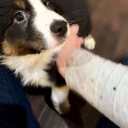 Australian Shepherd Puppies from Discovery Hill Australian Shepherds