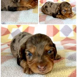 Boy 3 - Dapple male Dachshund puppy in Oklahoma from Red Oak Long Dogs