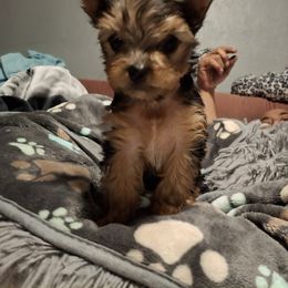 Yorkshire Terrier Puppies from The Yorkies and Us